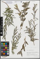 Foto von Salix repens subsp. rosmarinifolia (L.) Andersson